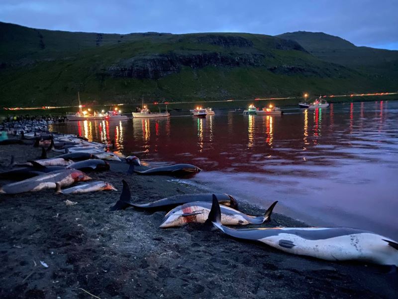 Faroe Adaları’ndaki 