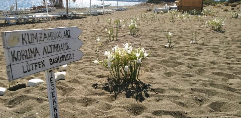 Bu çiçeği koparmanın cezası araba parası
