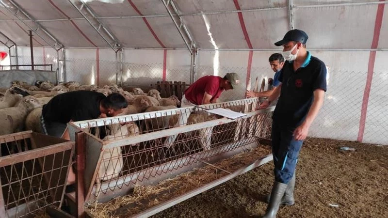 Küçükbaş hayvan almaya hak kazanan işletmelerde tespit çalışmaları tamamlandı
