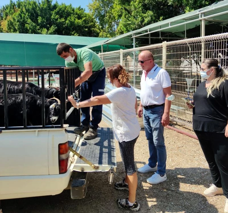 Yangınzede vatandaşlara küçükbaş hayvan desteği
