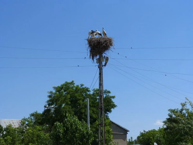 VEDAŞ direklerin sökümünü leyleklerin göçünden sonraya erteledi
