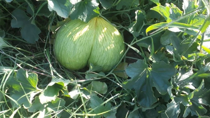 İkiz karpuz ve kavun görenleri şaşırttı
