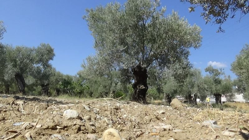 (Özel) Kuraklık alarmı...’Zeytinde az su isteyen yerli çeşitler tercih etmeliyiz