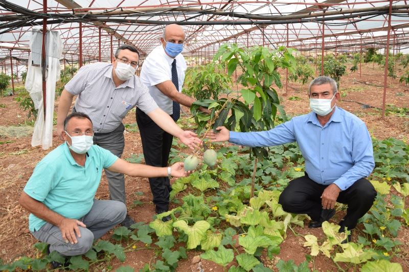 Geleneksel ürünlerde maliyet artınca çiftçiler tropik meyvelere yöneldi
