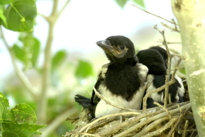 Yüksekovalı gezgin öğretmen 2 ay boyunca saksağan yavrularını kayıt altına aldı
