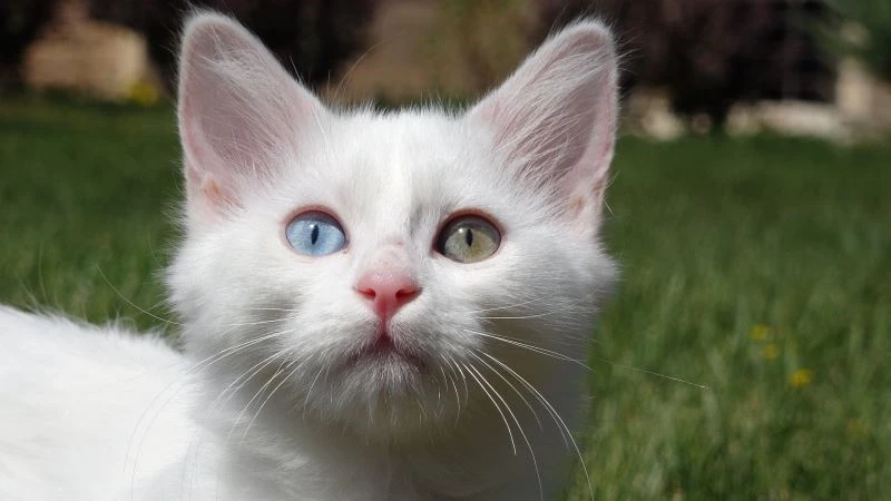 Van kedisi sahiplerinden Helsinki Üniversitesinin araştırmasına tepki
