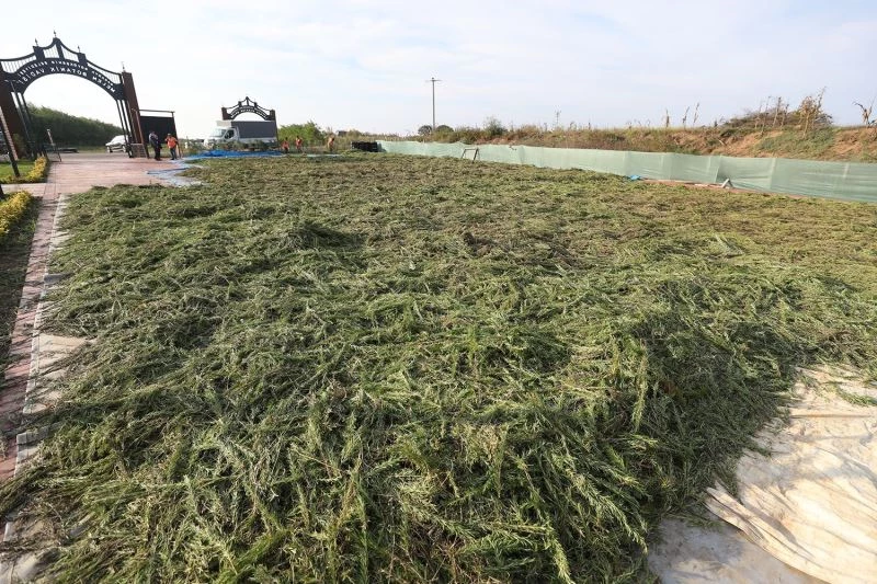 İlaç ve kozmetik sanayinde kullanılması hedeflenen bitkiler dünyaya açılıyor
