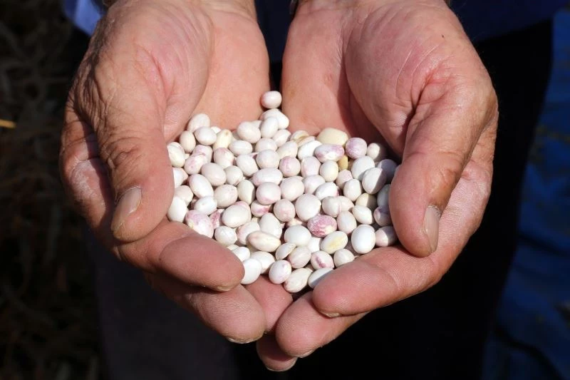 Dünyaca ünlü Kelkit şeker fasulyesinde hasat zamanı
