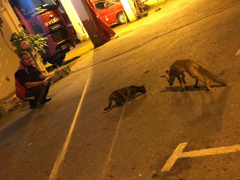 Tilki yavrusu itfaiye erlerinin maskotu oldu
