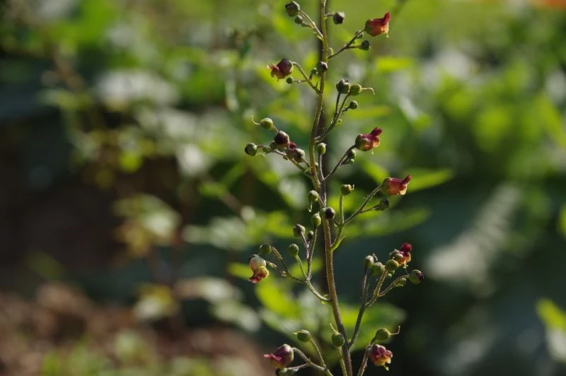 Nesli tükenen bitkiler koruma altında
