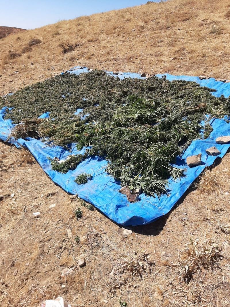 Bingöl’de kurutulmaya bırakılmış vaziyette 78 kilo kubar esrar ele geçirildi
