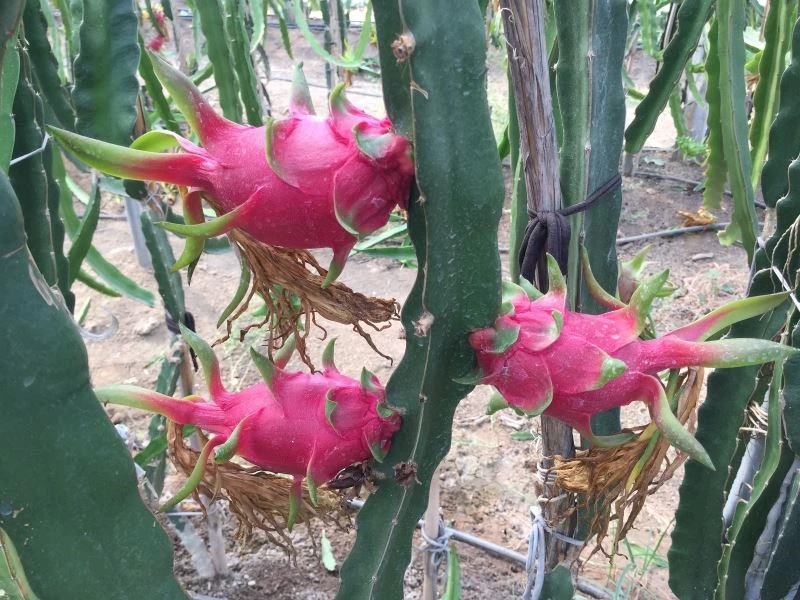 Baba-oğlun ejder meyvesi merakı örnek oldu
