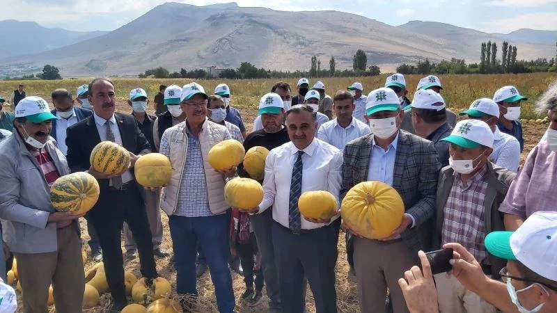 Türkiye’de ilk; ilk yerli ve milli kabak çekirdeği ’Keykubat’ın ilk ürünleri hasat edildi
