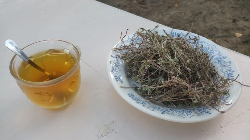 Dağlardan toplanan kekik şifa oluyor
