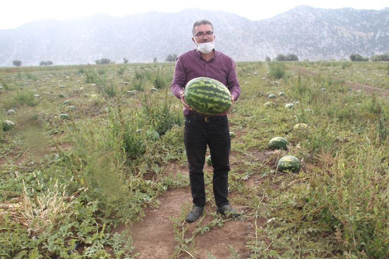 Gembos Ovası’nda karpuz hasadı başladı
