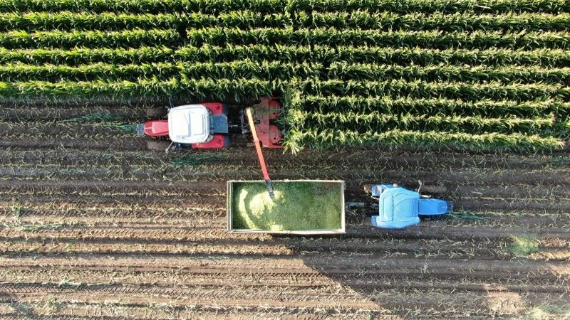 İştah açıyor, süt verimini arttırıyor, hasadına başlanıldı
