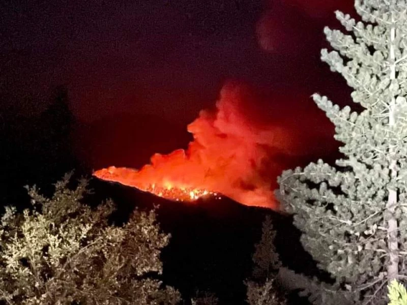 Kaliforniya’da yangına karşı tarihi ağaçlar alüminyum folyo ile sarıldı
