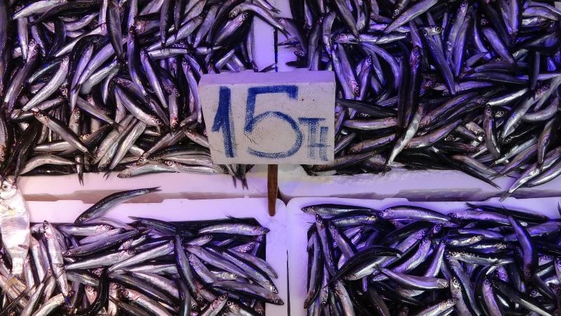 Trabzonlu istavrite doydu, hamsi ve palamutun bollaşmasını bekliyor

