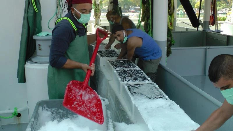 Fabrika gibi çalışan ilçeden günde 100 ton hamsi Anadolu’ya sevk ediliyor
