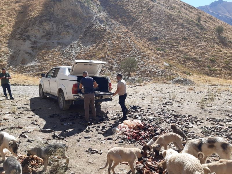 Hakkari’de sokak hayvanlarına sakatat bırakıldı
