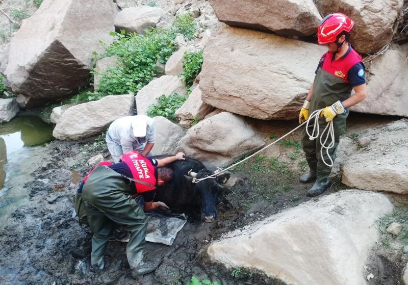 Bataklığa düşen inek kurtarıldı
