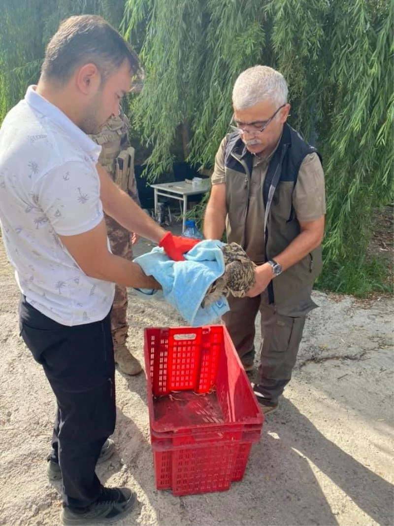Yaralı halde bulunan puhu kuşu tedavi altına alındı
