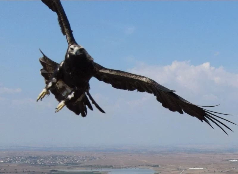 Kartalın drone’a saldırısı kamerada
