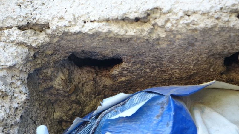 Eşek arıları, Kozan’da arıcıların ve vatandaşların kabusu oldu
