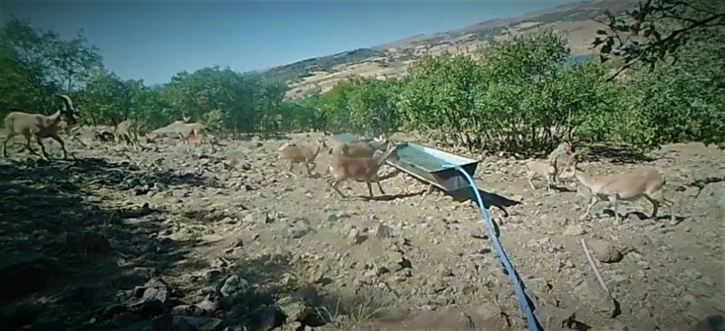 Elazığ’da yaban hayatı fotokapanla görüntülendi
