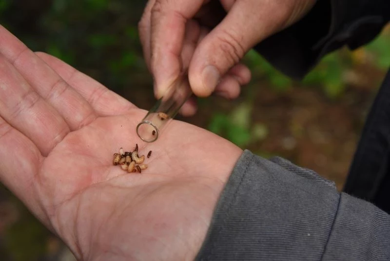 Artvin’de 50 bin ’Terminatör’ avcı böcek zararlı böceklerle mücadele kapsamında ormanlara bırakıldı
