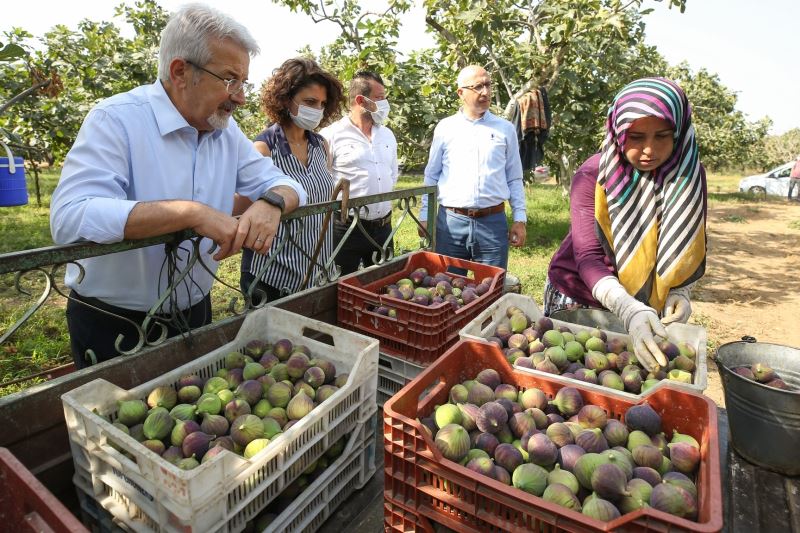 Başkan Erdem’den çağrı: İnciri üreticiden alın
