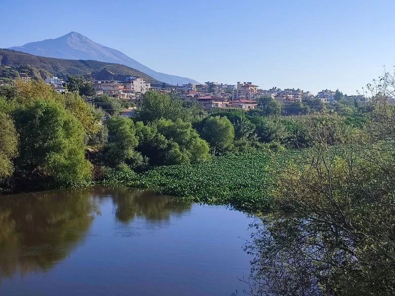 Hatay’da su sümbülleri Asi nehrinde ilginç görüntüler oluşturdu
