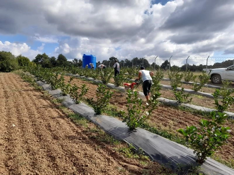 İzmitli çiftçilere aronya fidanı dağıtılacak
