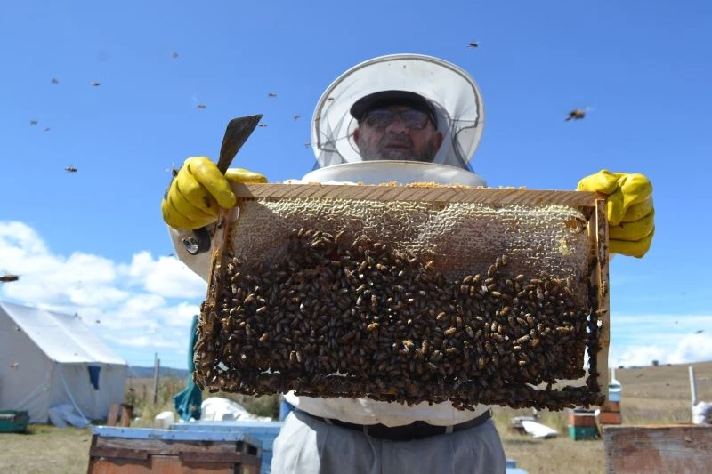 Kuraklığın vurduğu arıcılar dertli: 