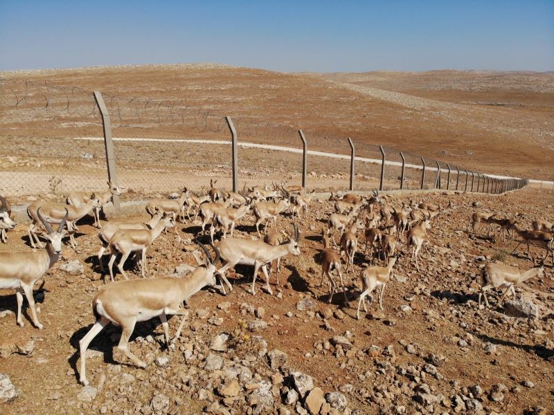 Urfa dağlarındaki ceylanlar havadan görüntülendi
