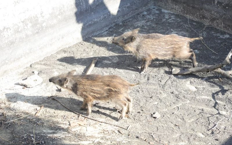Sulama havuzuna düşen domuzları belediye ekipleri kurtardı
