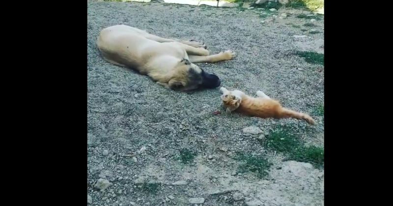 Boncuk ile Karabaş’ın iç ısıtan dostluğu!
