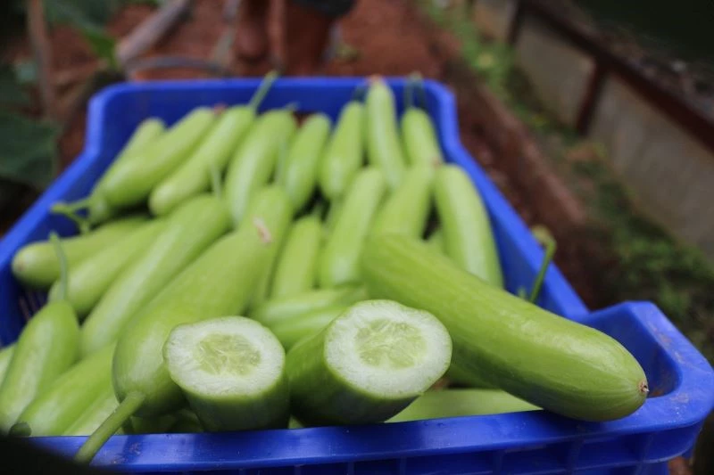İstanbul’un zam şampiyonu salatalık
