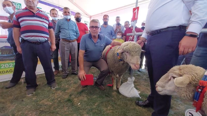 Tekirdağ’da koç güzellik yarışması: Pehlivan, birinciliği kimseye kaptırmadı
