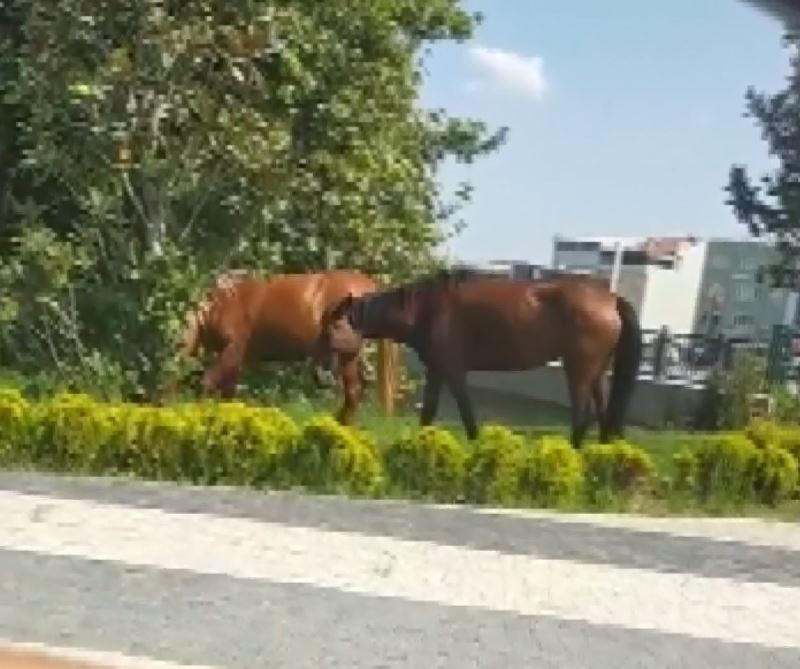 Bursa’da başıboş atlar kaldırımda yürüyüp araçlar gibi anayolda ilerliyor
