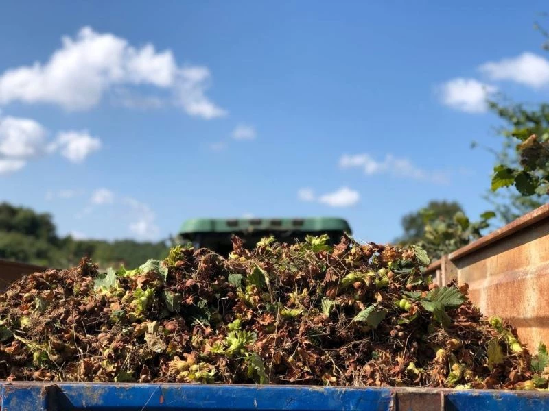 O ilçede fındık hasadında yüzde 20 düşüş yaşandı
