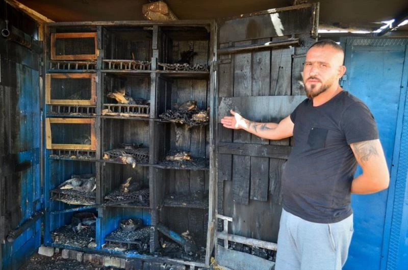 Kundaklama şüphesi: Kümesteki yangın 39 güvercini telef etti.
