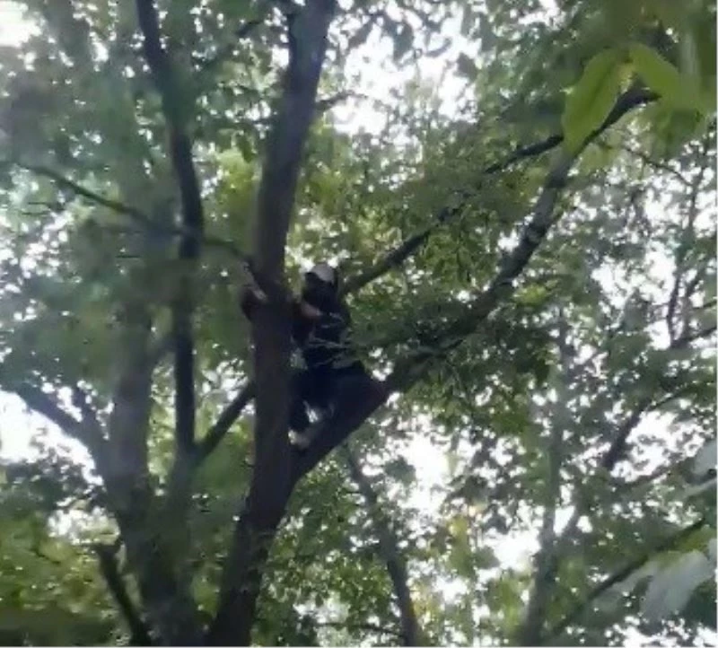 Elazığ’da gülümseten ceviz silkeleme anlatımı
