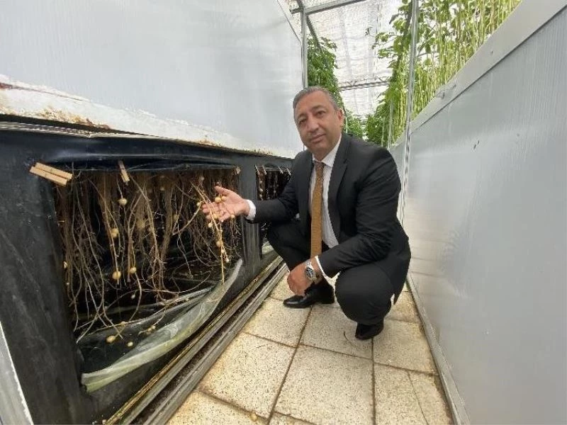 Havada, suda ve karada patates yetişiyor
