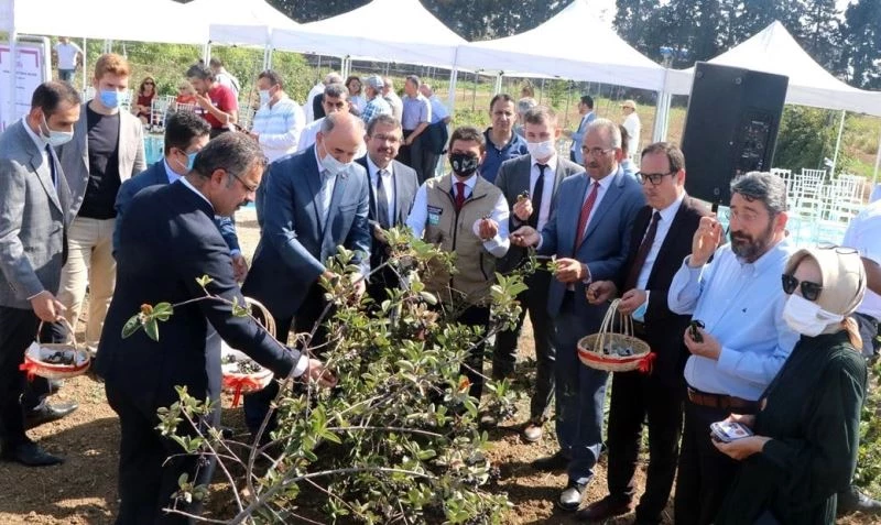 Yalova’da Aronya Hasat Şenliği
