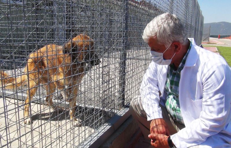 Kedi ve köpeklere mikroçip
