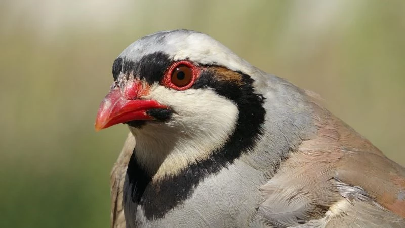 Av yasağında alınan önlemler kekliklerin popülasyonunu arttırdı
