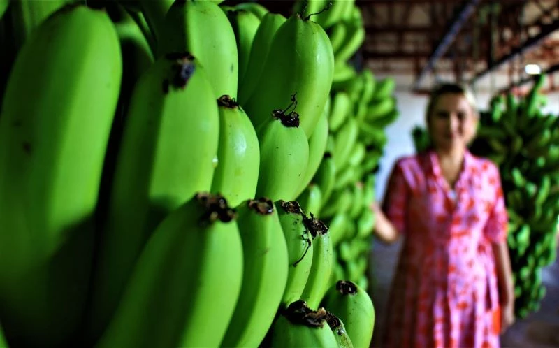 Türkiye’de yenen her iki muzdan biri Anamur’dan
