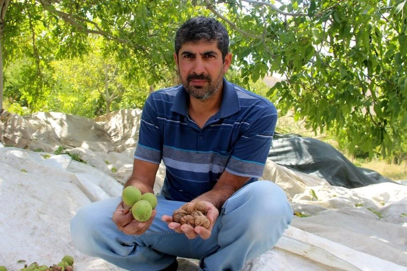 Kuraklık değil don vurdu: cevizde rekolte düştü