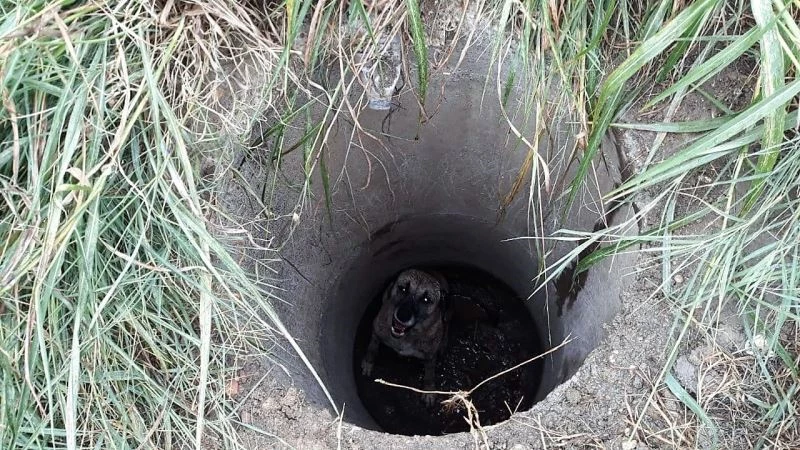 Rögara düşen köpeği itfaiye ekipleri kurtardı
